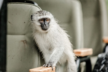 Vervet Monkey sitting on a safari landcruiser watching