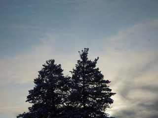 Obraz premium tree in the sky