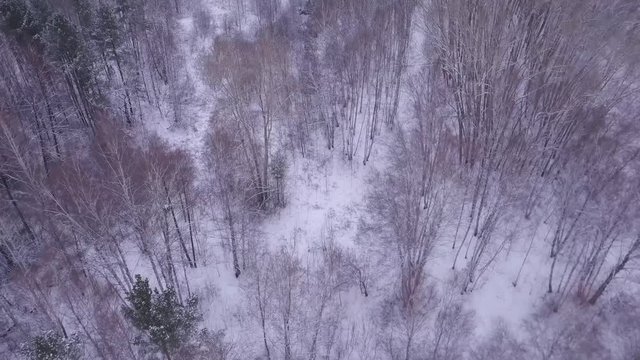 Beautiful pine trees forest cowered in snow. Early morning first warm light. Unique aerial drone shots in frizzing cold winter.