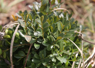 Buxus sempervirens in my organic garden