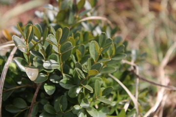 Buxus sempervirens in my organic garden