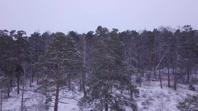 Beautiful pine trees forest cowered in snow. Early morning first warm light. Unique aerial drone shots in frizzing cold winter