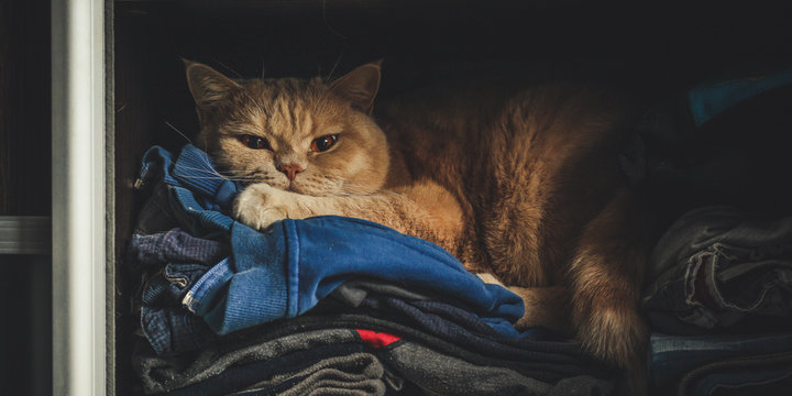  cat lies in the closet on clothes (British breed) funny pet