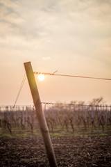  Vineyards at sunset with blurred background