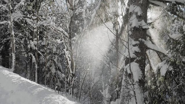 Slow Motion Dolly shot with an Electronic Gimbal showing winter forest with snow falling and sunshine through the trees creating a lens flare effect.
