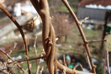 Fototapeta premium Branches of dry kiwi tree