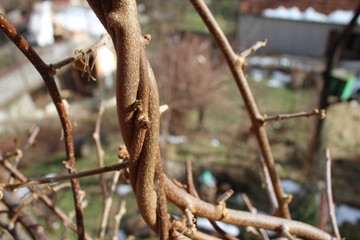 Branches of dry kiwi tree