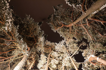Winters beauty: forest and the trees covered in snow