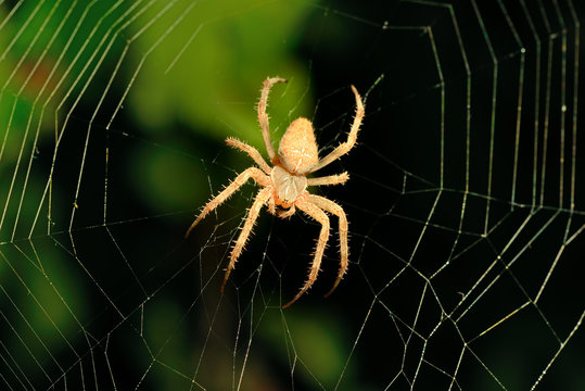 Big brown spider on its web