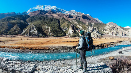A boy on the way to Manang, Annapurna Circuit Trek, Himalayas, Nepal. Young man is admiring the views. Yaks are gazing on the meadow and crossing the river. Feeling of joy and happiness.