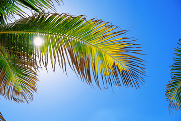 Palm tree leaf against tropical sky.  Beach vacation horizontal graphic.