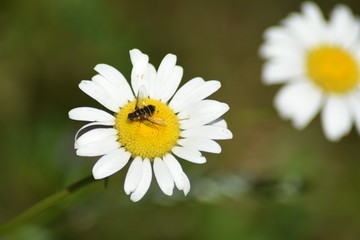 Marguerite et son abeille