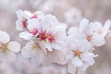 flowering almonds background