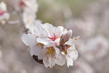 flowering almonds background