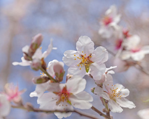 flowering almonds background
