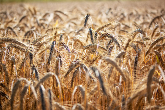 Barley field in North Rhine Westphalia, Germany
