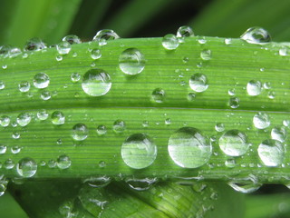 water drops on leaf