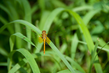 Brown dragonfly in green grass