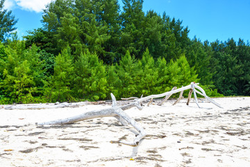 Dead white branch on wild beach in Cureiuse island, Seychelles