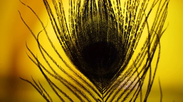 22174_The_top_of_the_peacock_feather_on_a_yellow_room.mov