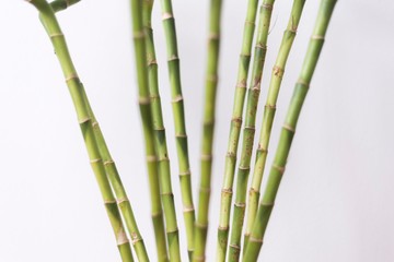 bamboo plant branches