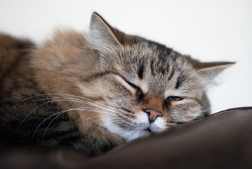 Lazy cat sleeping on a leather couch. Closeup.