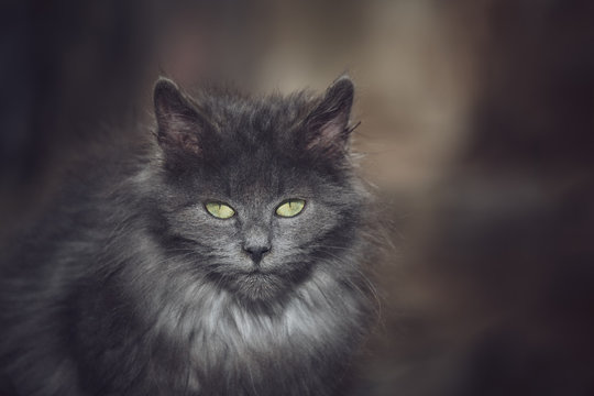 Chatton gris aux poils longs