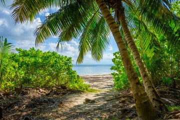 Obraz premium Seychelles view through palms on the beach and stones and white sand
