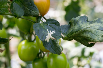 Galerías en hojas de tomate realizadas por larvas de Tuta