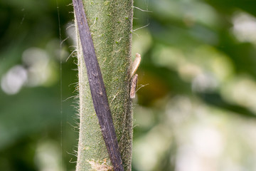 Adulto de Tuta absoluta sobre tallo de tomate