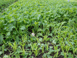 Babies Kale ready to harvest