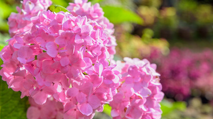 Beautiful close-up of pink Hortensia group or Hydrangea macrophylla flower, 16:9 wide screen
