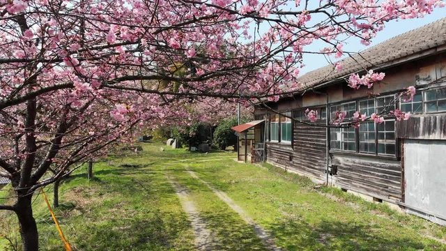 ドローン空撮 廃校と桜 横移動
