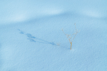lonely plant in the snow