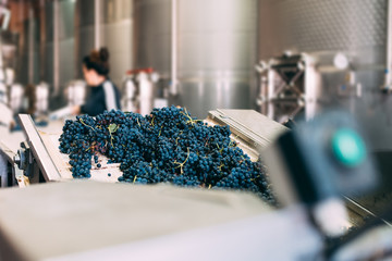 Woman working in a winery