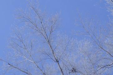 Fototapeta na wymiar birch trunks against the blue sky in winter