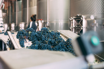 Woman working in a winery