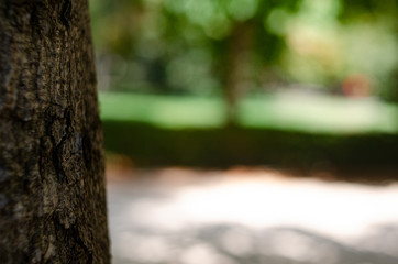 Fototapeta premium Baum im Park