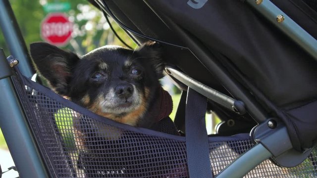 Small Chihuahua sitting in the back of baby stroller.