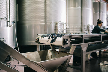 Woman working in a winery
