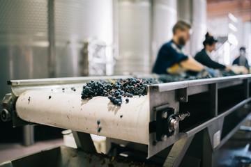 People working in a winery machine