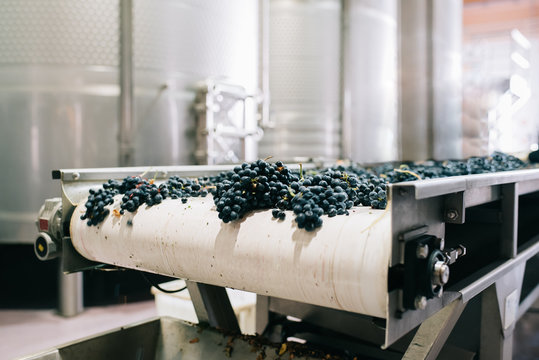 Modern winery machine with grapes
