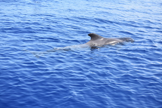 delfines