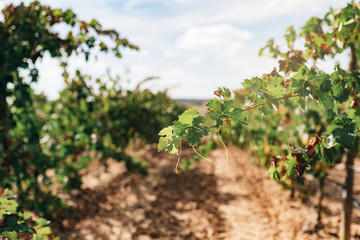 Fototapeta na wymiar Beautiful green vineyard in Spain