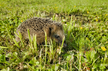 Fototapeta premium Hedgehog crawling in the grass