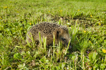 Hedgehog crawling in the grass