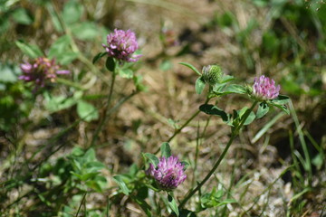 Fleur naturel au champ