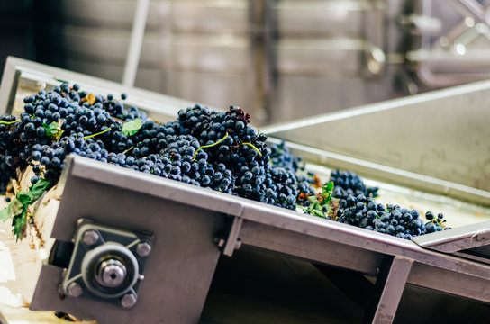 Modern winery machine with grapes