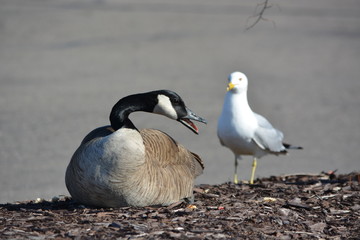 goose and seagull