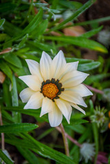 Fototapeta premium Gazania white